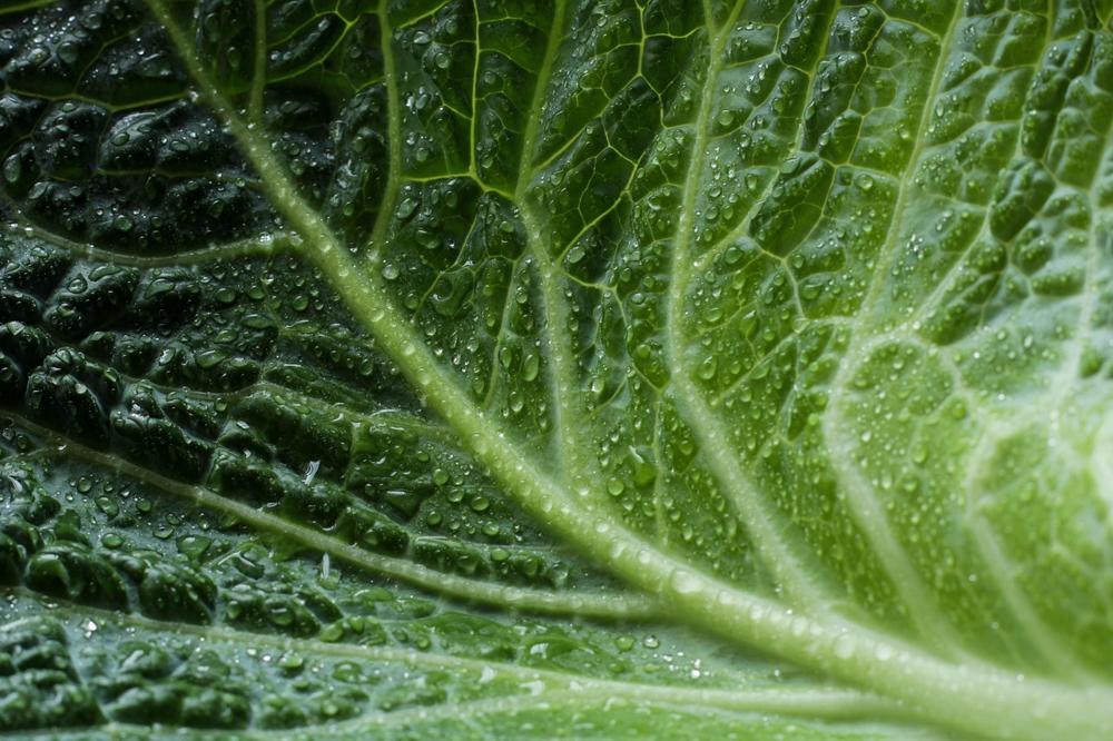 cabbage dishes