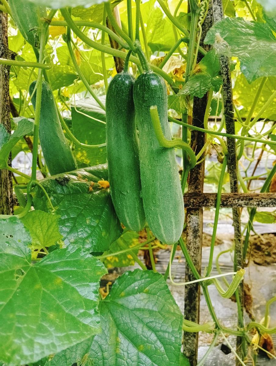 cucumber garden