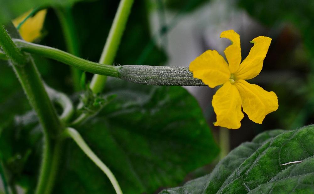 cucumber garden
