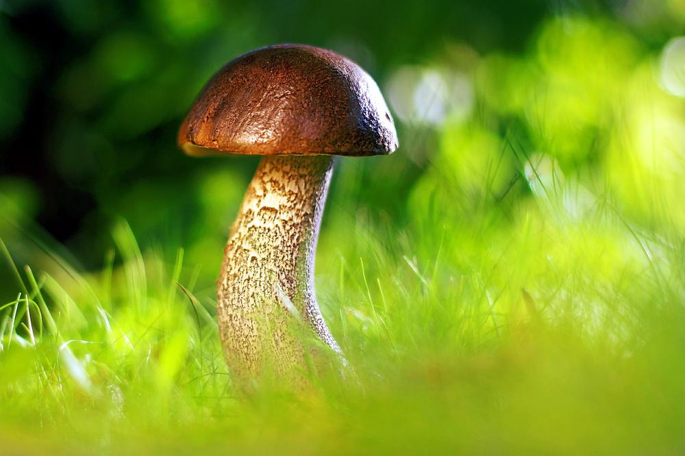 edible mushrooms
