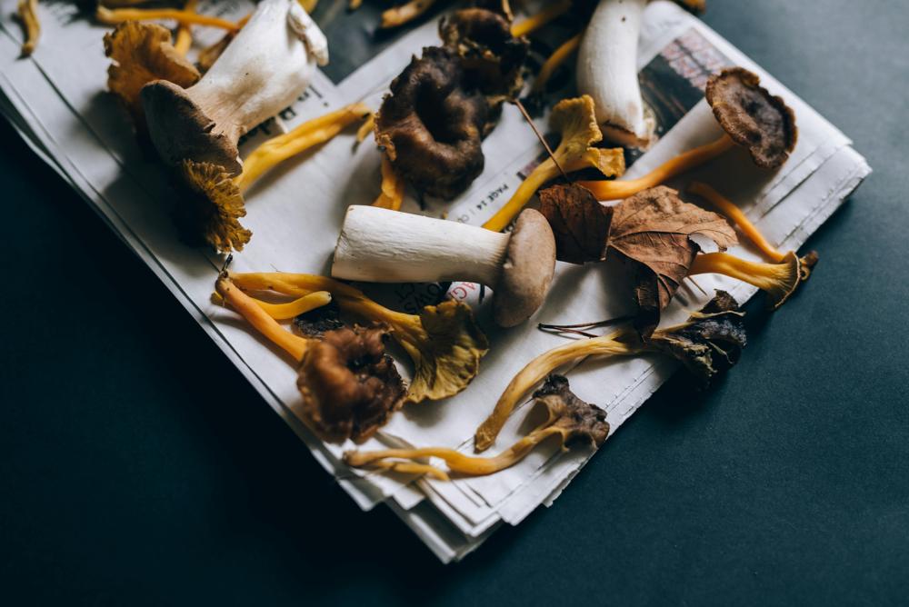 edible mushrooms