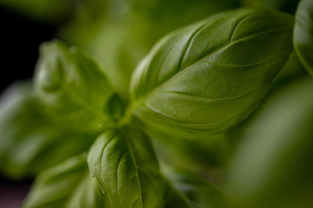 fresh herbs