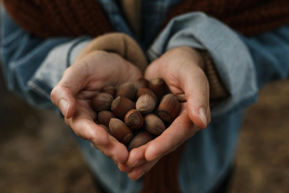 hazelnut harvest