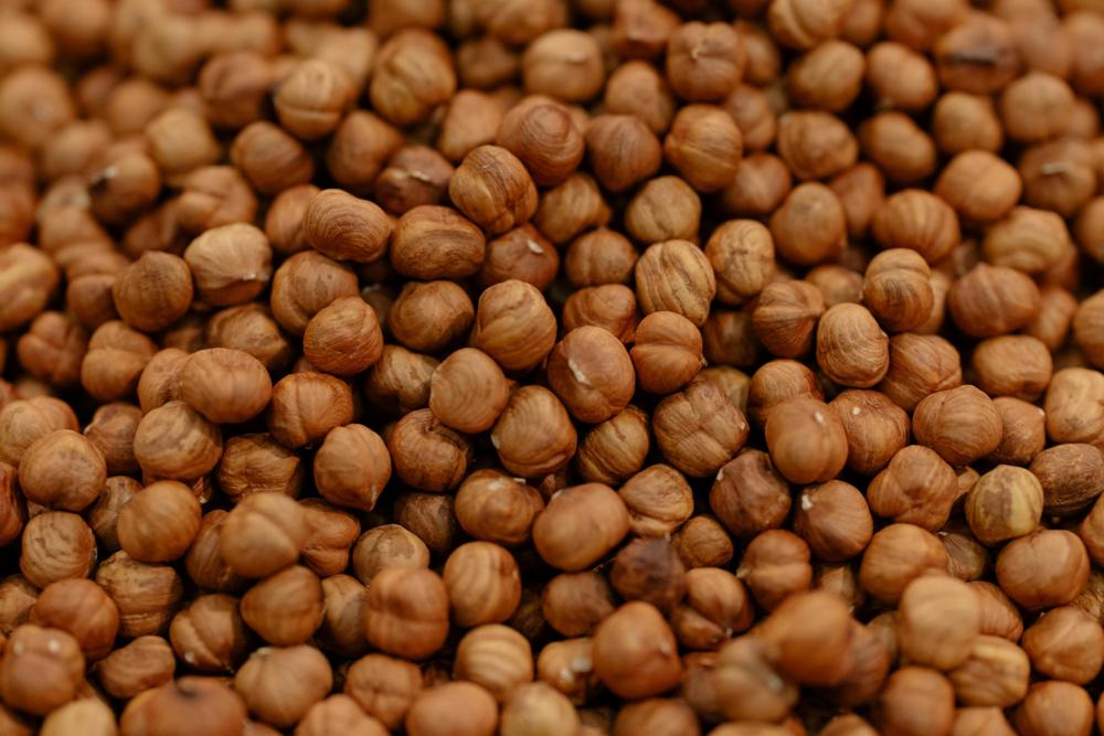 hazelnut harvest