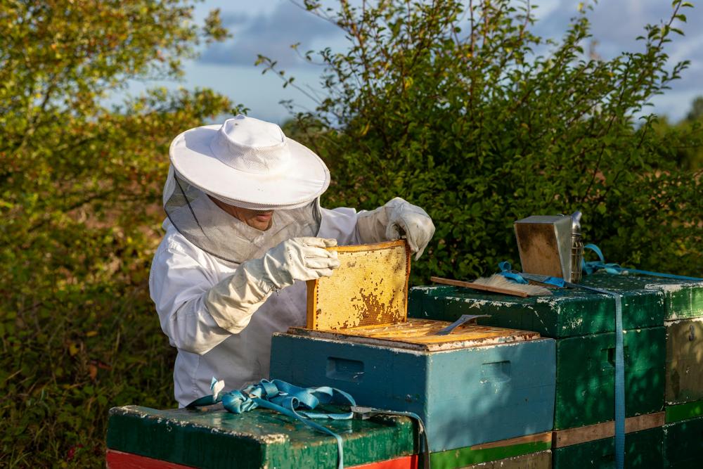 mead honeycomb