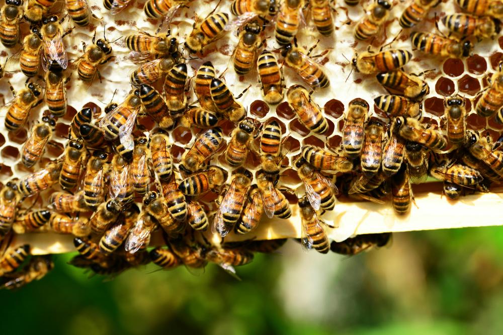 mead honeycomb