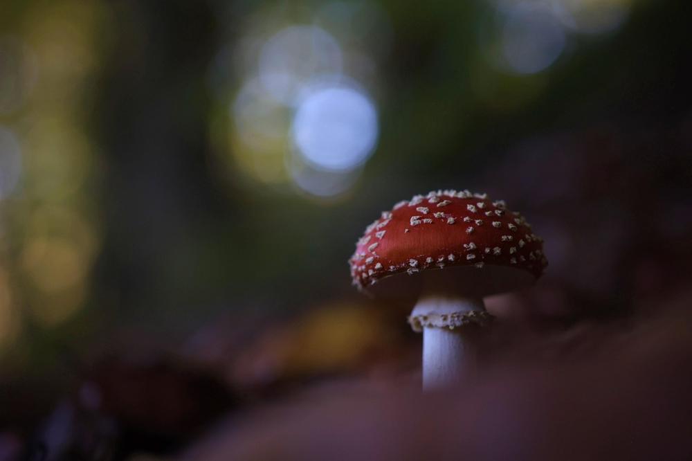 mushroom foraging