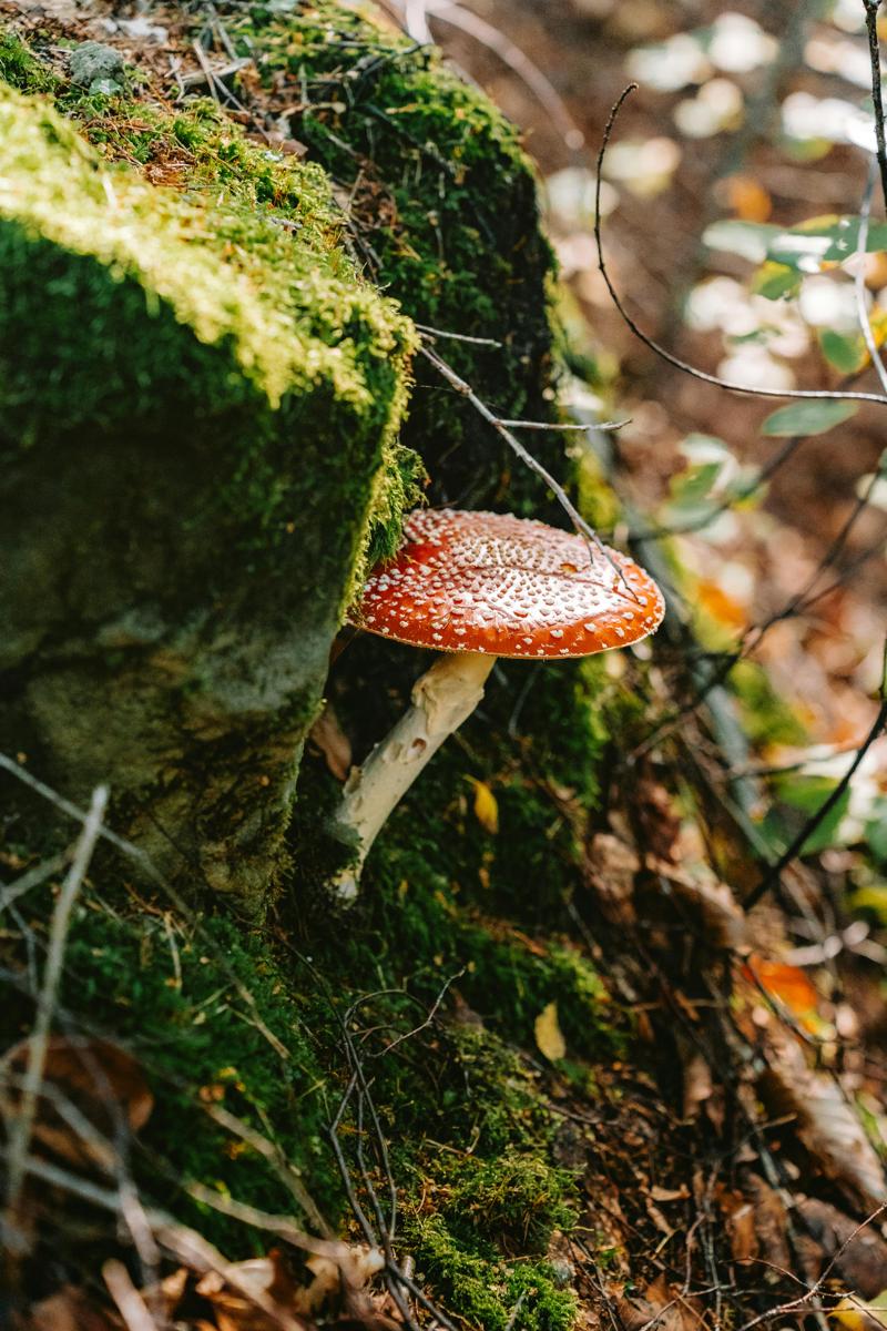 mushroom foraging