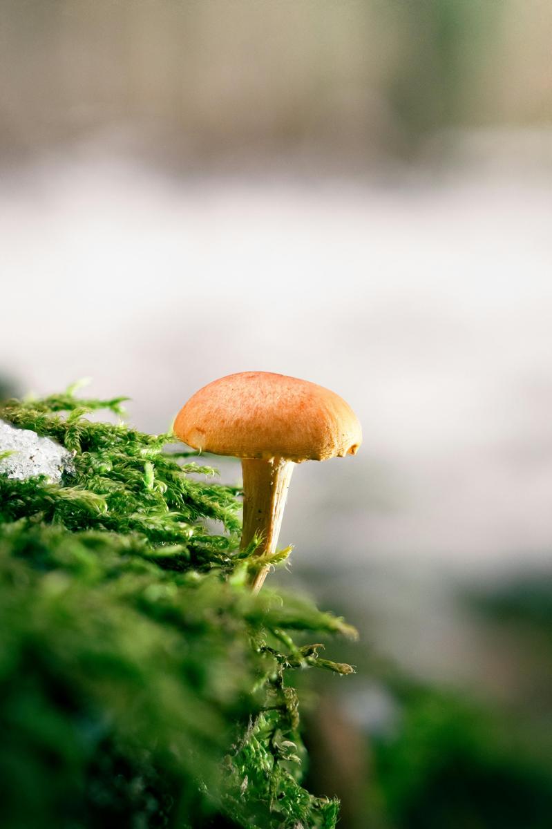 mushroom prep