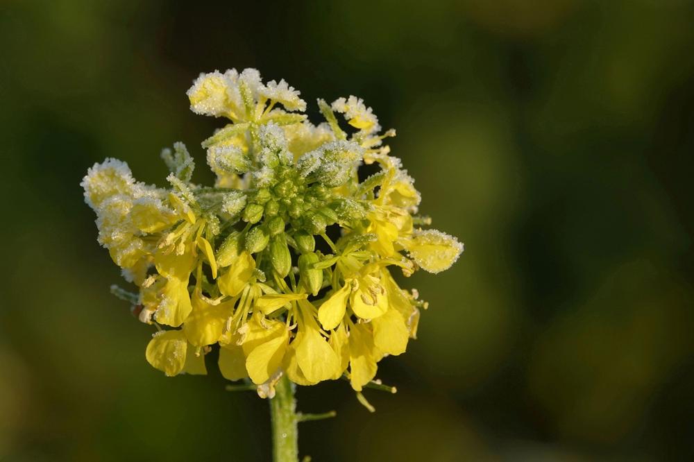 mustard making