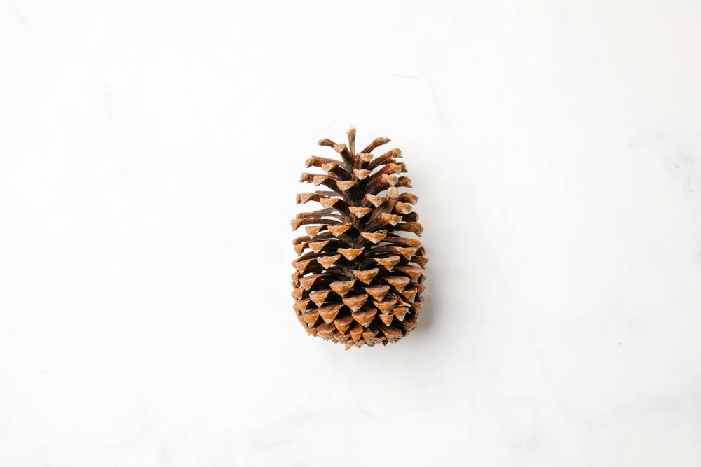 pine cone bouquet