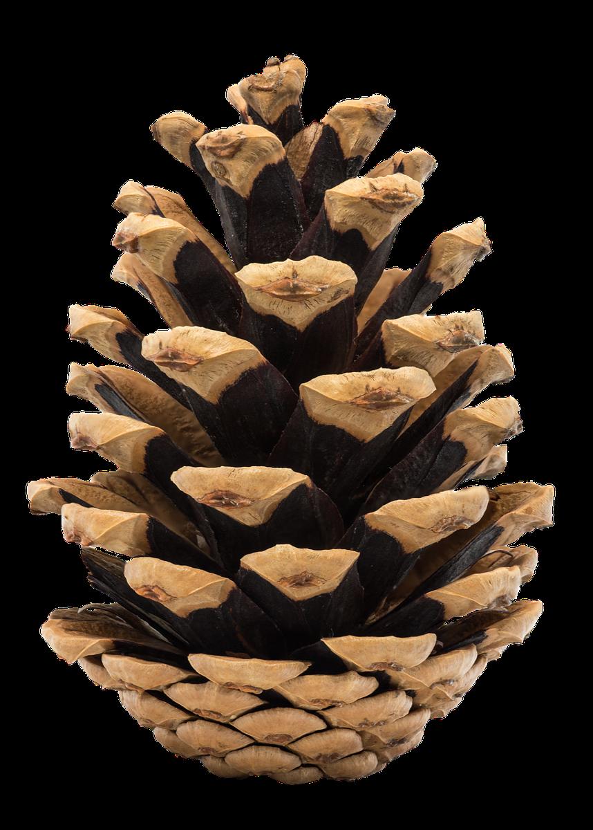 pine cone bouquet