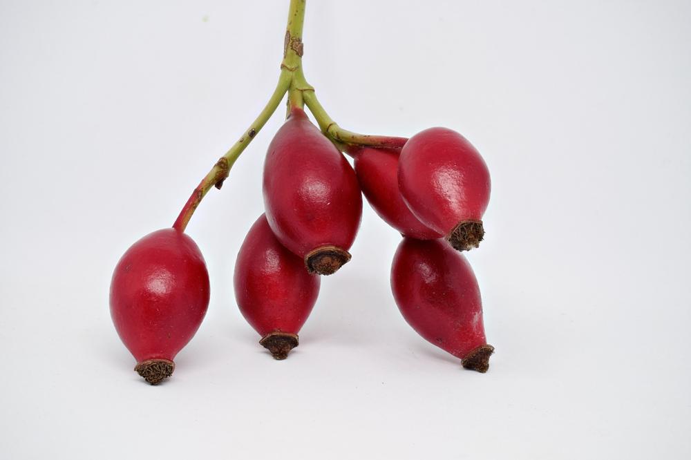 rose hips