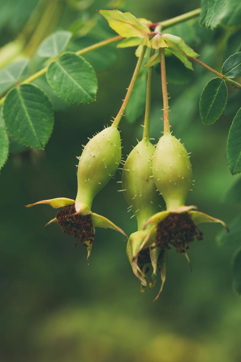 rose hips