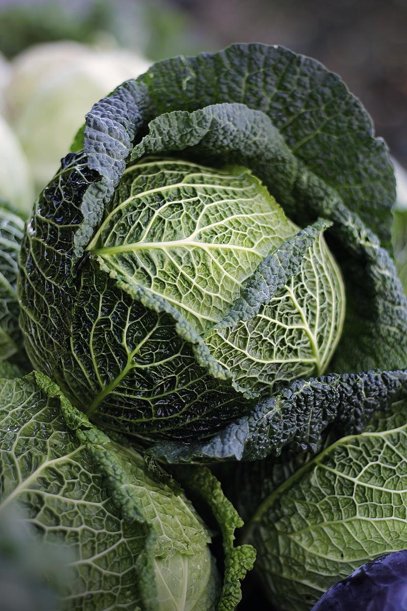 stuffed cabbage