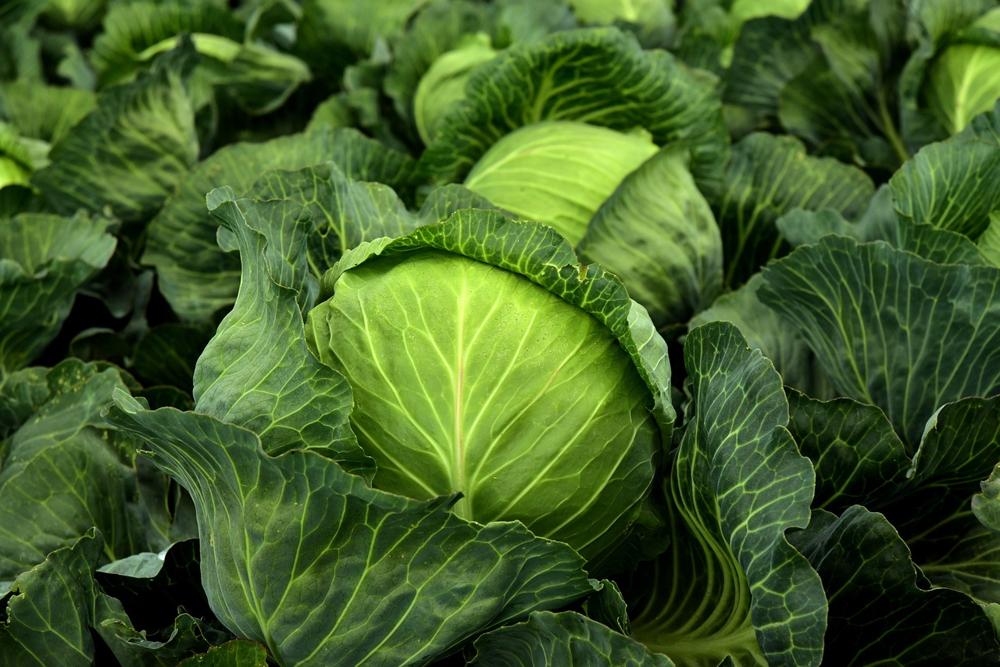 stuffed cabbage
